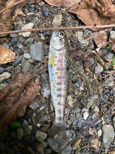 アマゴの釣果