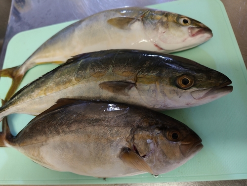 ショゴの釣果