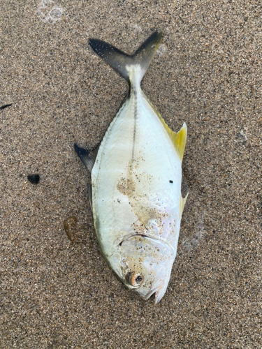 シマアジの釣果