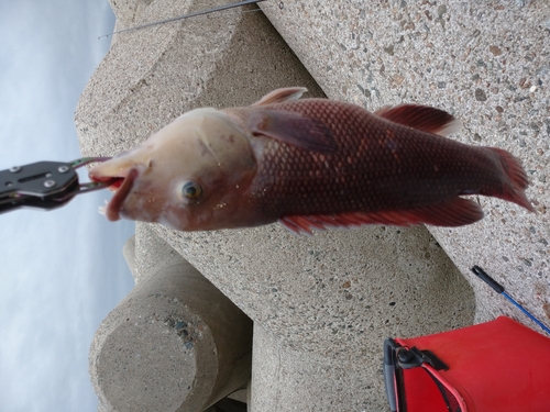 コブダイの釣果