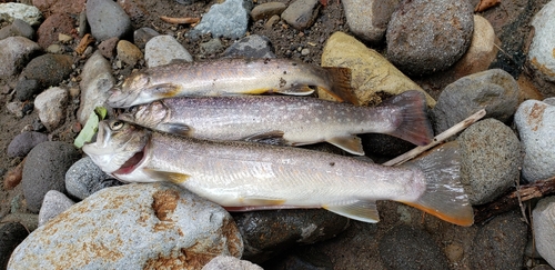 イワナの釣果