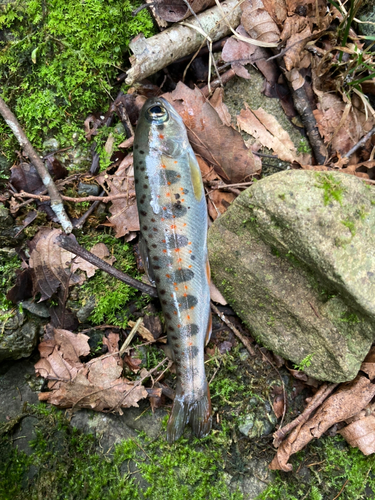 アマゴの釣果