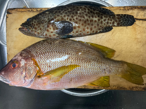 シブダイの釣果