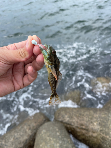 アナハゼの釣果