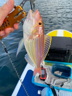 イトヨリダイの釣果