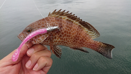 オオモンハタの釣果