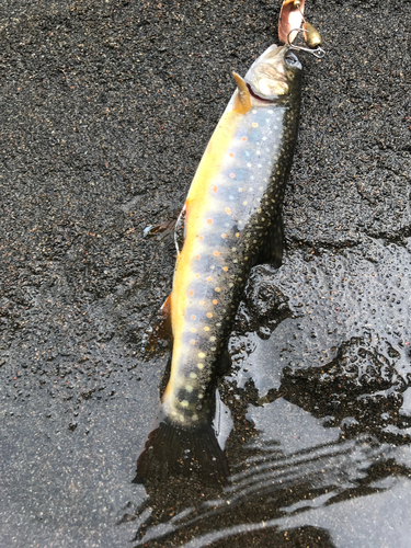 オショロコマの釣果