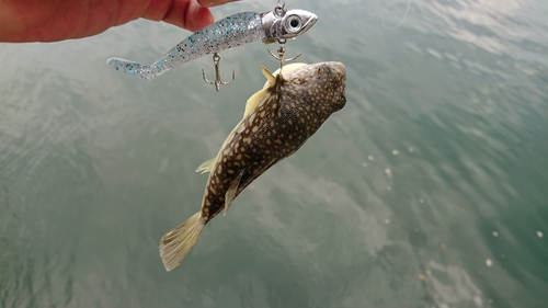 クサフグの釣果