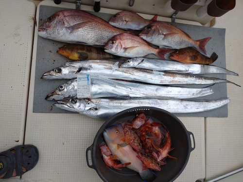 タチウオの釣果