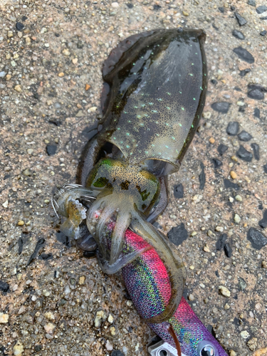 アオリイカの釣果