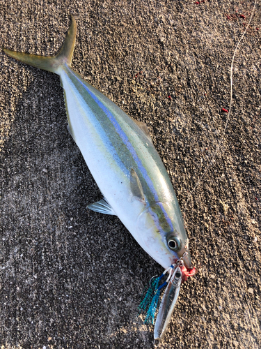 ツムブリの釣果