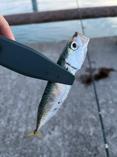 サバの釣果