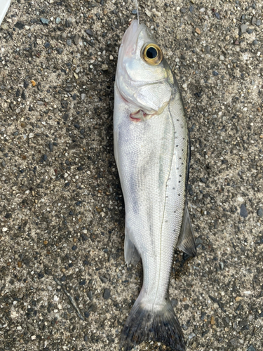 セイゴ（マルスズキ）の釣果