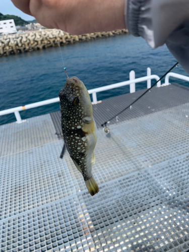 コモンフグの釣果