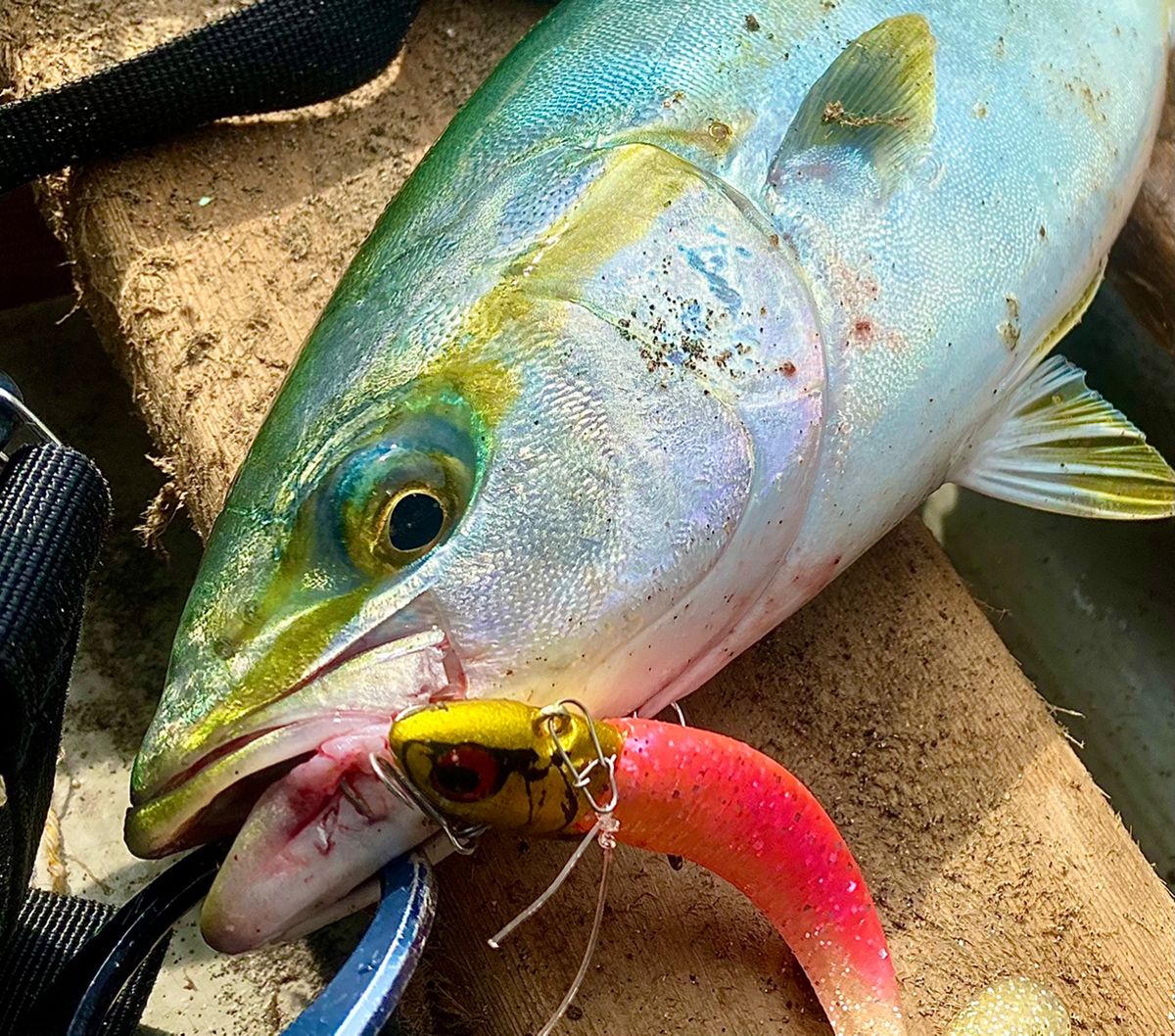 まつげさんの釣果 1枚目の画像