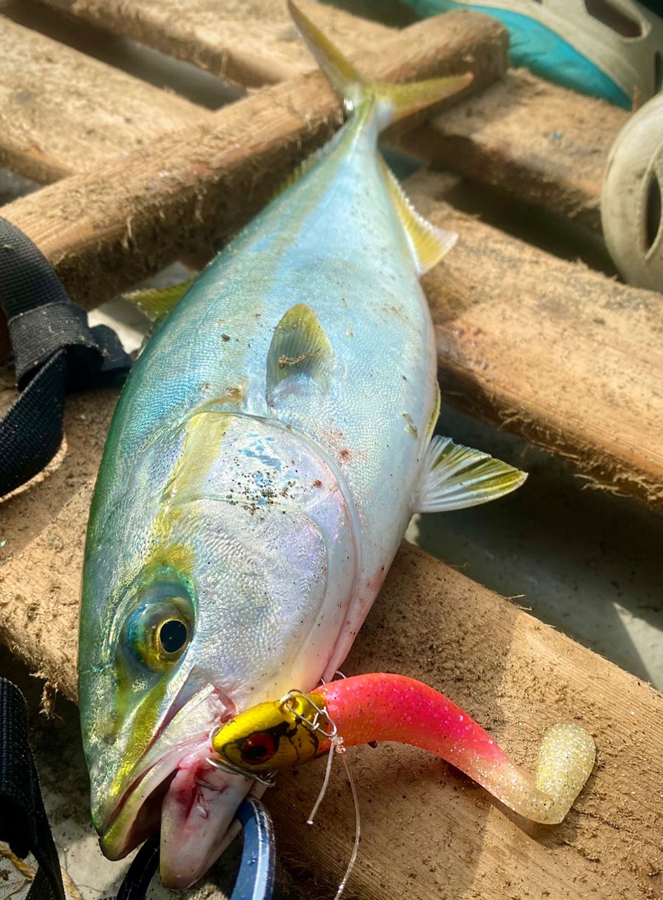 まつげさんの釣果 2枚目の画像