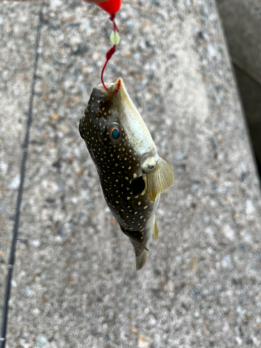 クサフグの釣果