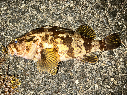 タケノコメバルの釣果