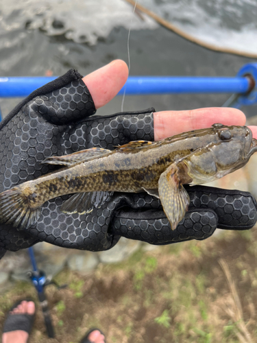 ウロハゼの釣果