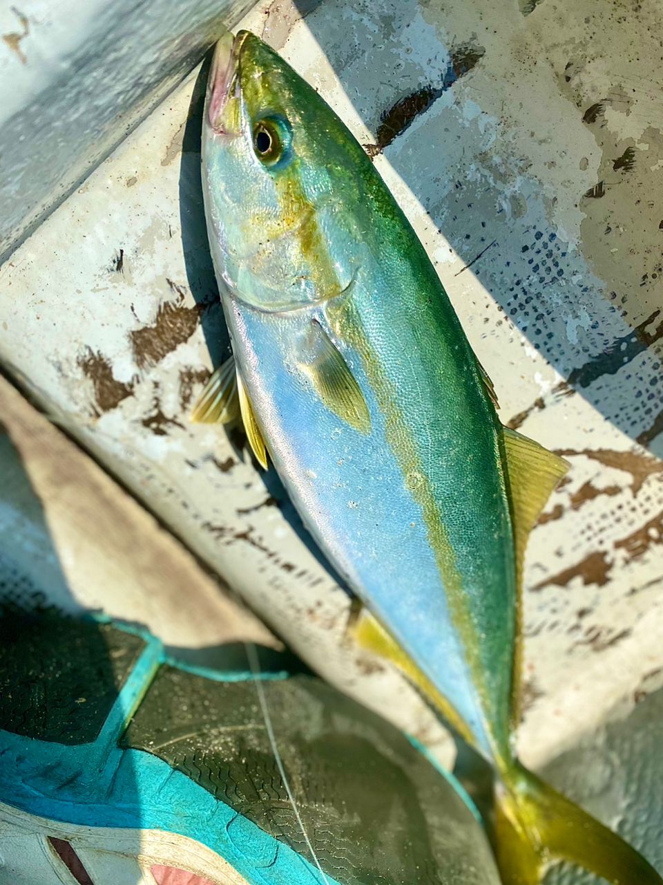 まつげさんの釣果 1枚目の画像