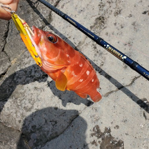 アカハタの釣果