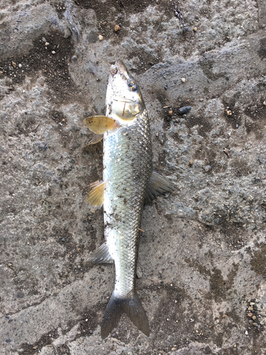 ニゴイの釣果