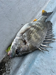 チヌの釣果