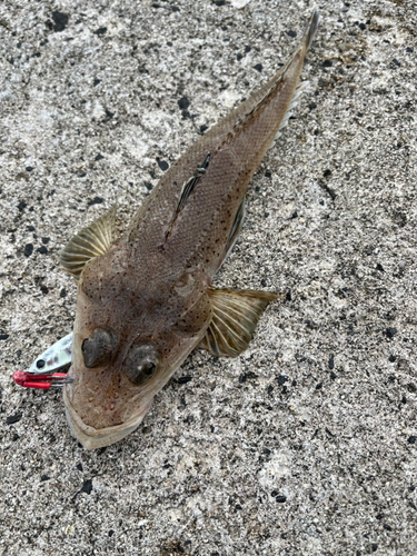 マゴチの釣果