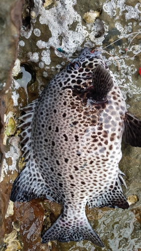 イシガキダイの釣果