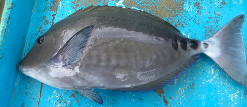 サンノジの釣果