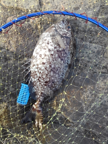 アイゴの釣果