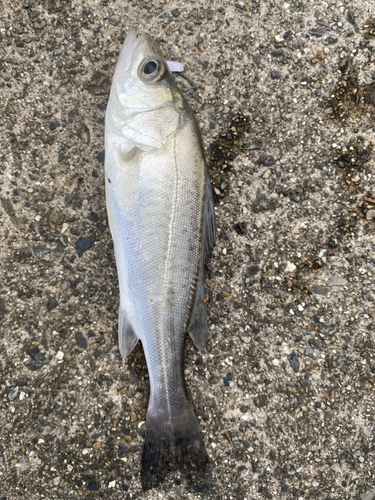 セイゴ（マルスズキ）の釣果