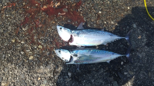 ソウダガツオの釣果