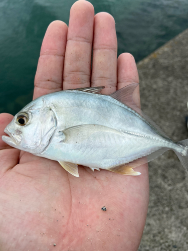 キスの釣果