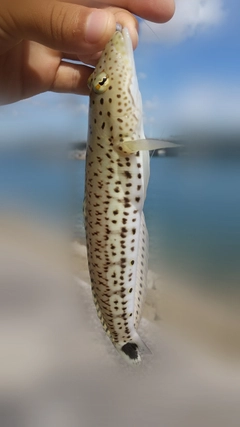 オグロトラギスの釣果