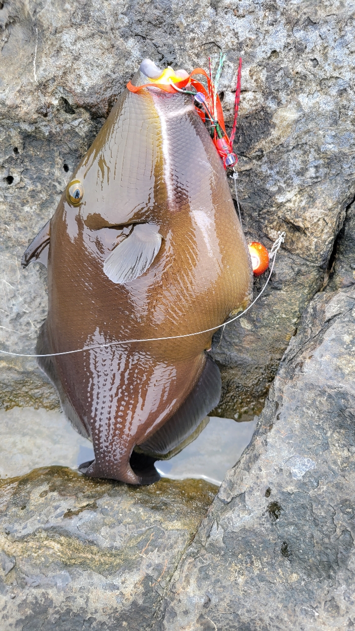 カワハギ