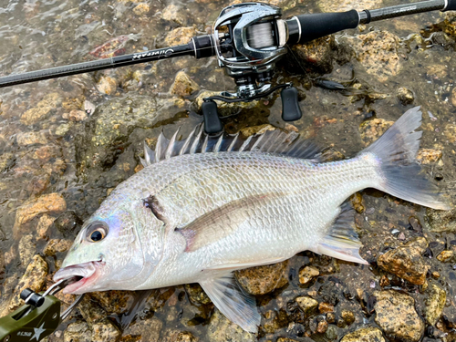 キビレの釣果