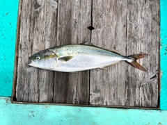 イナダの釣果