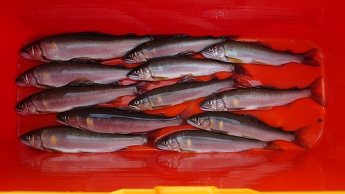 アユの釣果