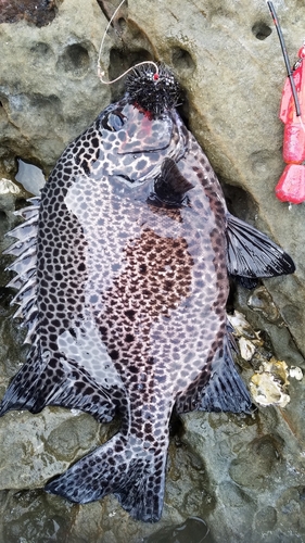 イシガキダイの釣果