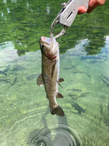 ニジマスの釣果