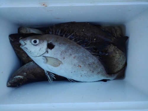 アイゴの釣果