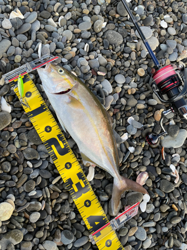 ショゴの釣果