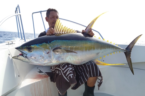 キハダマグロの釣果