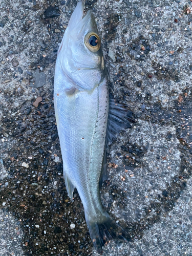 セイゴ（マルスズキ）の釣果