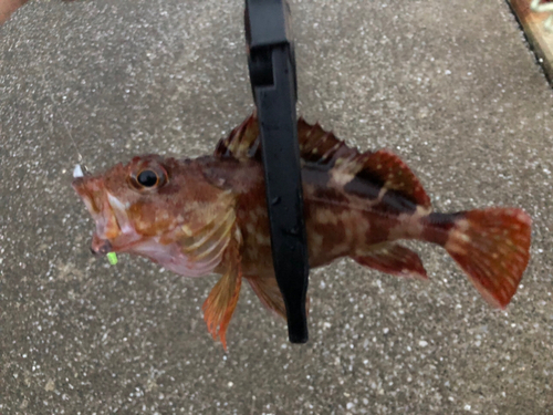 カサゴの釣果