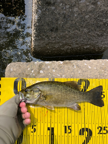 スモールマウスバスの釣果