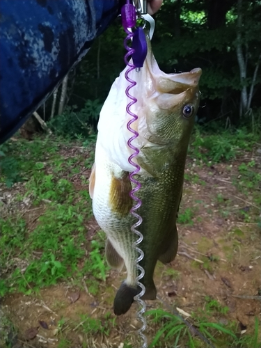 ラージマウスバスの釣果