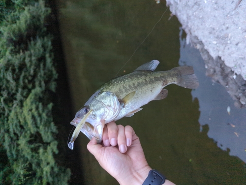 ラージマウスバスの釣果