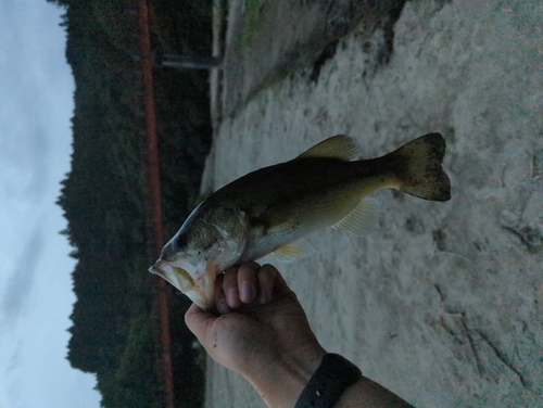 ラージマウスバスの釣果